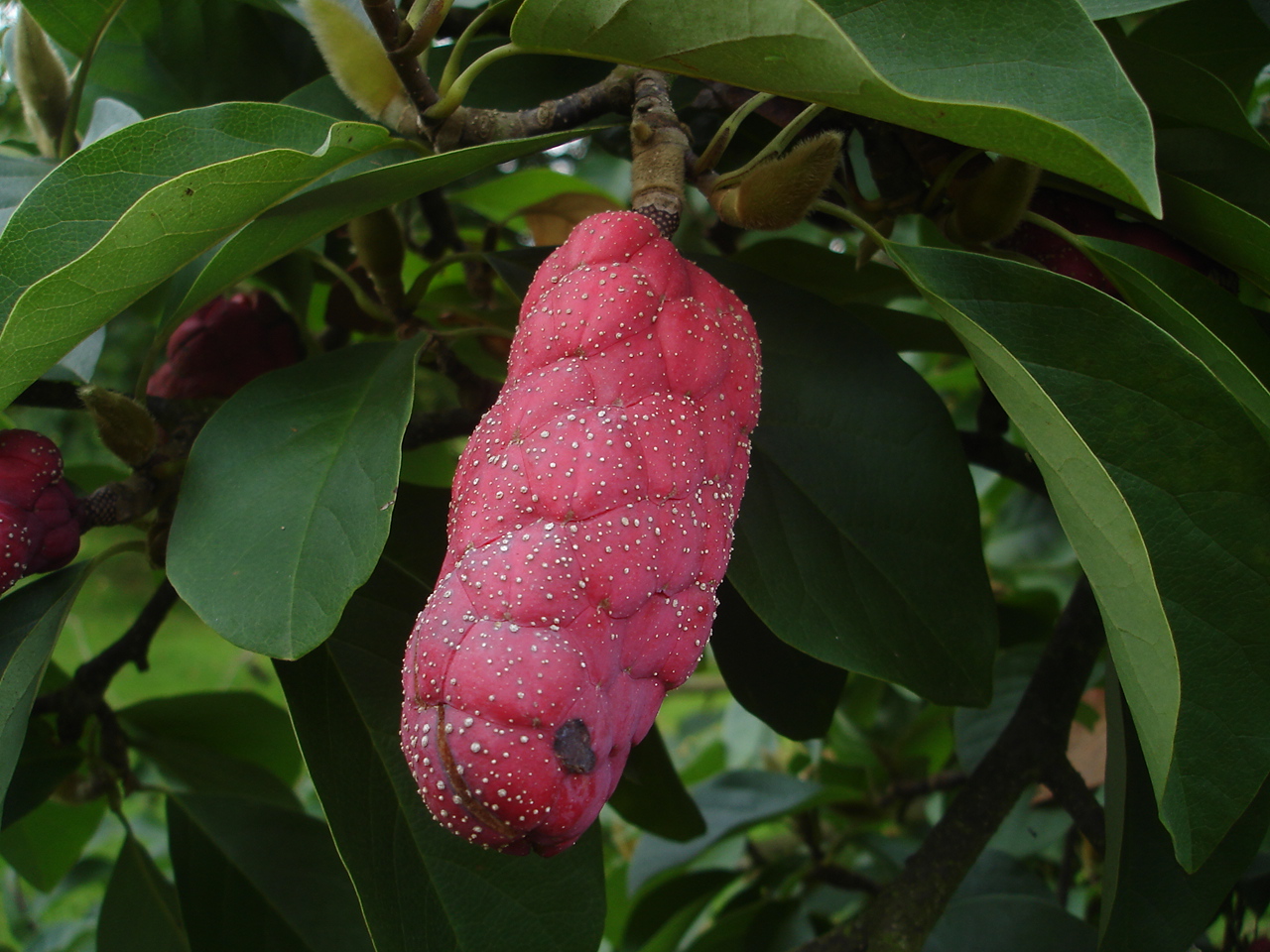 magnolia cylindrica